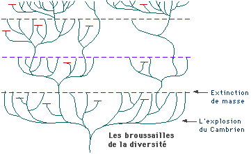 Forme schématique de l'arbre du vivant au cours des temps géologiques
