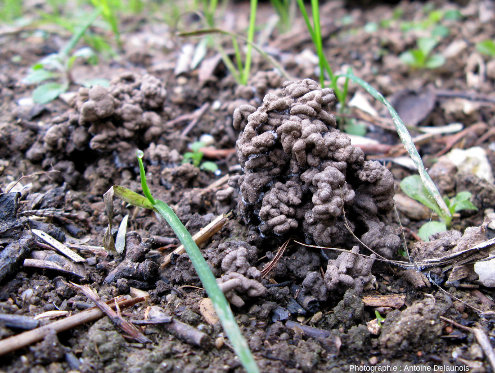 Turricule de lombric à la surface d'un sol cultivé