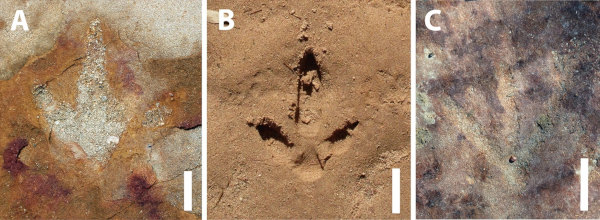 Comparaison d’une empreinte fossile de théropode du site de Serrote do Letreiro (A), d’une empreinte récente d'oiseau coureur, donc de théropode moderne (B), et d’un pétroglyphe de Serrote do Letreiro semblant imiter cette structure tridactyle (C)