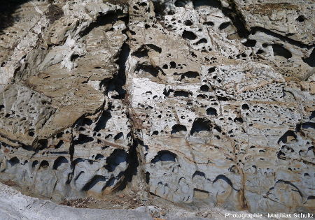 Niveau schisteux à taffonis dans les phyllades sur le littoral près de Brégançon