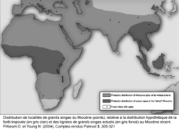Distribution de localités de grands singes de Miocène