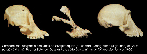 Comparaison des profils des faces de Sivathèques (au centre), Orang-outan (à gauche) et Chimpanzé (à droite)