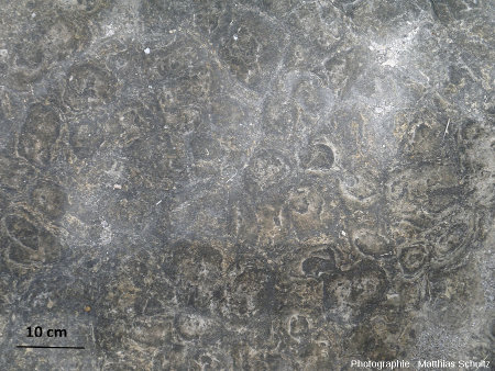 Surface d'une strate de calcaire à Loulle (Jura)