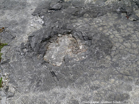 Surface d'une strate de calcaire à Loulle (Jura) portant une empreinte de Sauropode