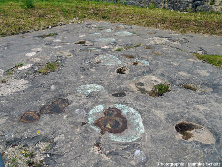 Surface d'une strate de calcaire à Loulle (Jura) portant des empreintes de Sauropodes