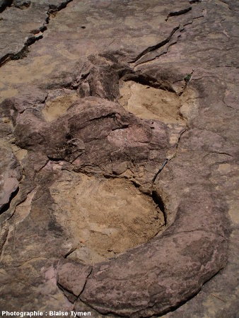 Empreinte de sauropode (herbivore)
