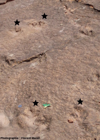 Empreintes laissées par un ptérosaure, probablement lors de son aterrissage