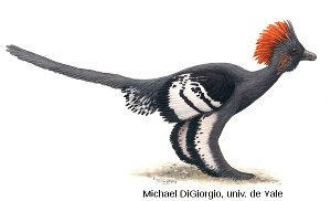 Le nouvel aspect du Troodontidé Anchiornis, tel que proposé par Li et al. [5]