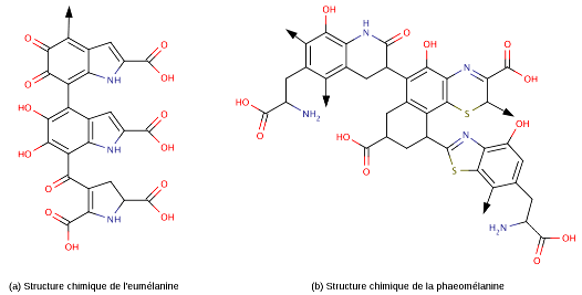 Structures moléculaires des deux principaux types de mélanine