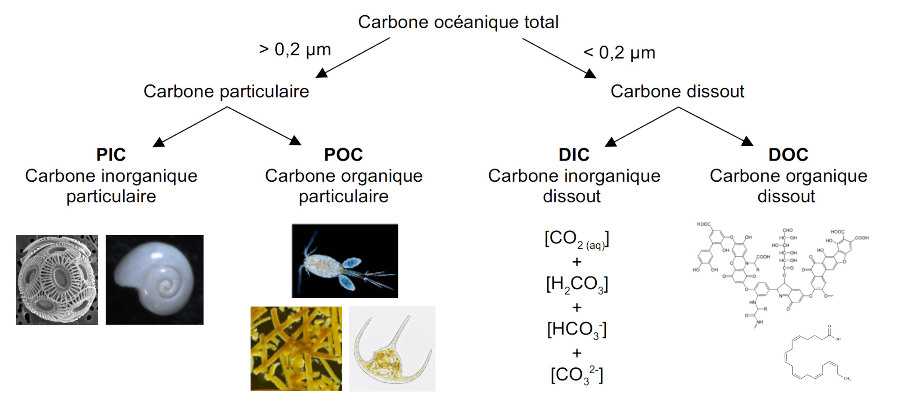 Le partitionnement du carbone océanique selon les biogéochimistes marins