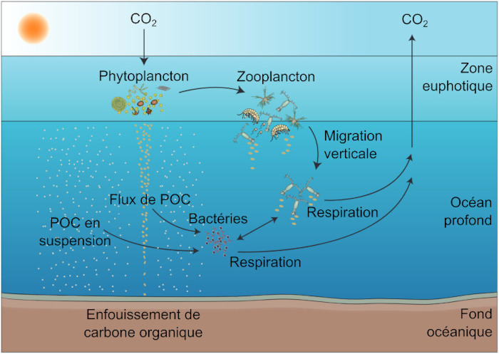 Schéma des mécanismes impliqués dans la pompe biologique
