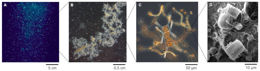 La neige marine et les constituants du carbone organique particulaire (POC)
