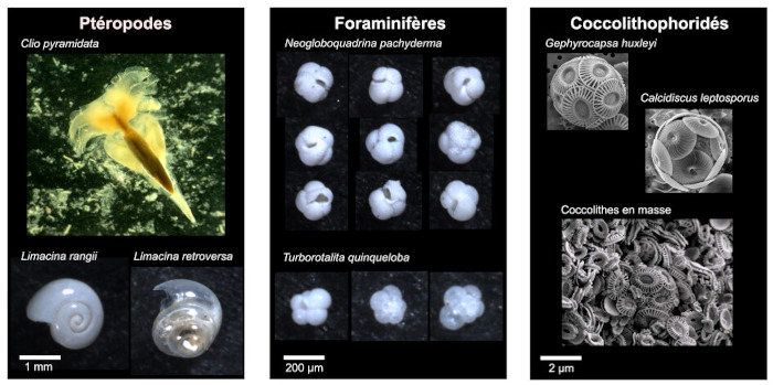 Diversité du plancton calcifiant collecté par des pièges à particules dans l'océan Austral