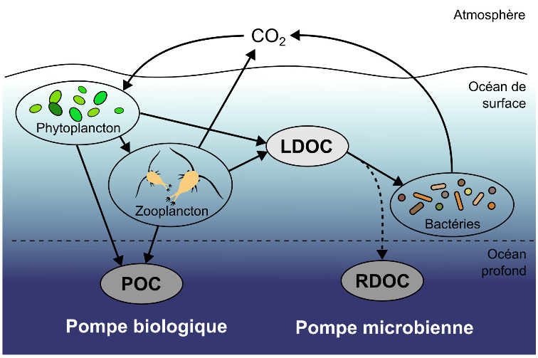 Schéma des mécanismes associés à la pompe microbienne
