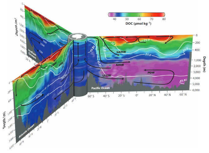 Concentration en carbone organique dissout (DOC) dans les trois bassins océaniques