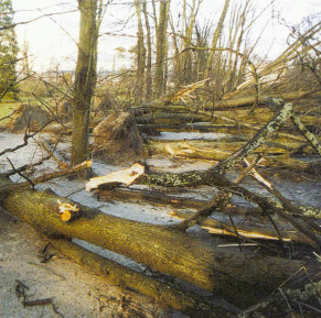 Le bois de Vincennes après la tempête de décembre 1999