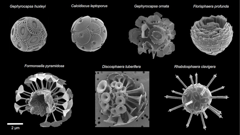 Planche illustrant les écailles calcitiques des coccolithophoridés