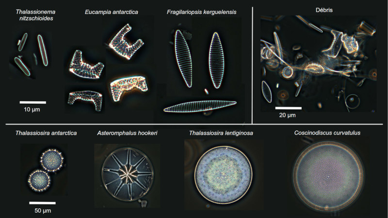 Planche illustrant des frustules siliceux de diatomées collectées dans l'océan Austral