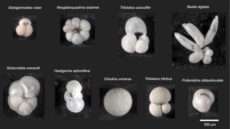 Planche illustrant des tests carbonatés de foraminifères pélagiques collectés dans l'océan Atlantique tropical