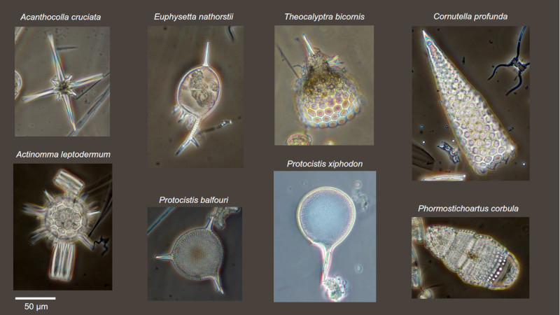 Planche illustrant des capsules siliceuses de radiolaires collectés dans l'océan Austral