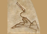 Un Ptérosaurien anté-tertiaire : Ornitocheirus