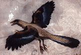 Reconstitution artistique d'Archaeopteryx