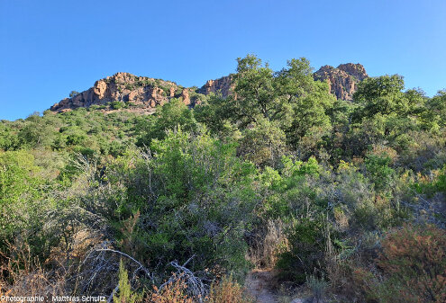 Le rocher de Roquebrune (Var) vu depuis son pied au Sud, avec ses roches rouges sombres dénudées et escarpées contrastant avec le vert de la végétation environnante