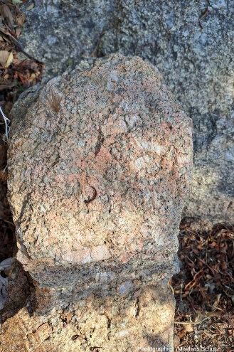 Détail du granite clair au Sud du rocher de Roquebrune (Var)