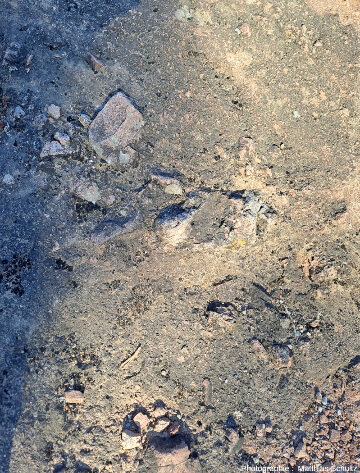 Détail des pentes Nord du rocher de Roquebrune (Var)