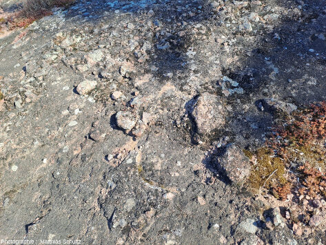 Détail des pentes Nord du rocher de Roquebrune (Var)