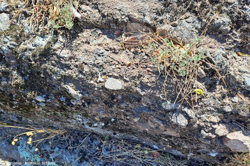 Détail du conglomérat basal de la formation de la Serre à l'Est du rocher, dans le village historique de Roquebrune-sur-Argens (Var)