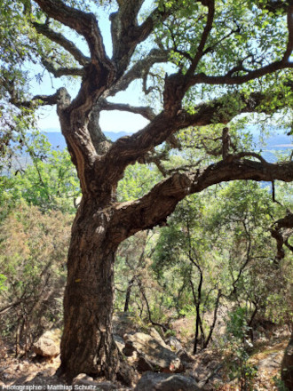 Vieux chêne-liège (Quercus suber) dans le maquis sur les pentes du rocher de Roquebrune (Var)
