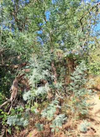 Mimosas (Acacia dealbata) dans le maquis des pentes du rocher de Roquebrune (Var)