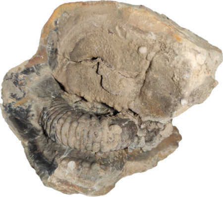 Ammonite Peltoceratoides dans une septaria
