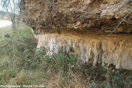 Encroûtements verticaux le long d'une mini-falaise dans les terrasses de l'Allier, les Martres de Veyre (63)