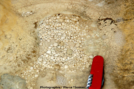 Perles des cavernes, ou pisolithes, source de Réotier (05)