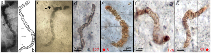Morphologie des microfilaments d'Apex Chert (Ouest de l'Australie), initialement interprétés comme des structures biogéniques