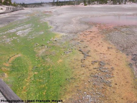 Cyanobactéries : mattes thermophiles autour de sources chaudes, Yellowstone