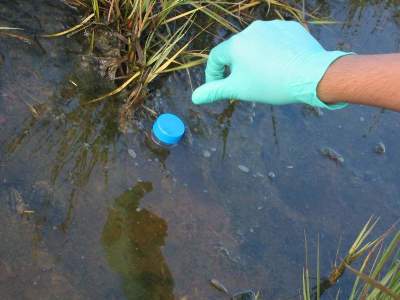 Cyanobactéries modernes formant un tapis ("matte") dans le fond d'un étang
