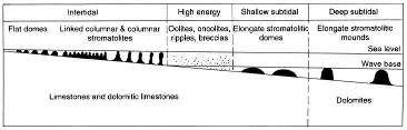 Morphologie des stromatolithes dans le Supergroupe du Transvaal, en fonction de la profondeur du milieu de formation