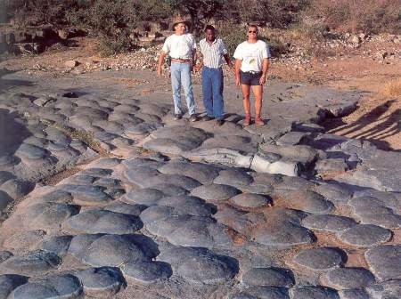 Stromatolithes en boules (ou en champignons)