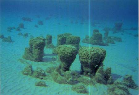 Stromatolithes actuels, Hamelin Pool, Shark Bay