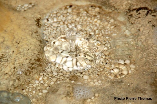 Perles stromatolithiques, source pétrifiante de Réotier (Hautes-Alpes)