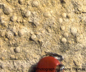 Oncolithes sans doute stromatolithiques, Chadrat, Limagne