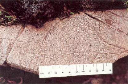 Oncolithes stromatolithiques, région de Barberton, Afrique du Sud