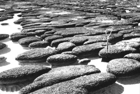 Stromatolithes en petits dômes allongés, Shark Bay