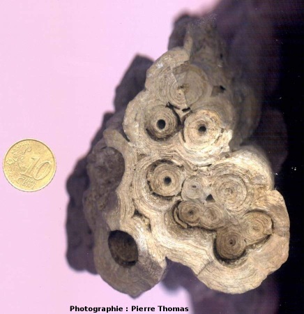 Coupe de roseaux “stromatolithisés” (Chadrat)
