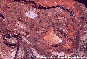 Stromatolithes en cônes, Strelley Pool Cherts (3430 Ma), vue en coupe