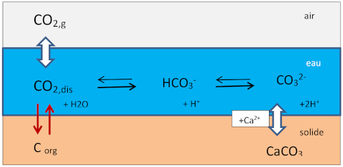 Schéma du système carbonate