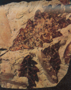 Feuilles de chêne fossiles